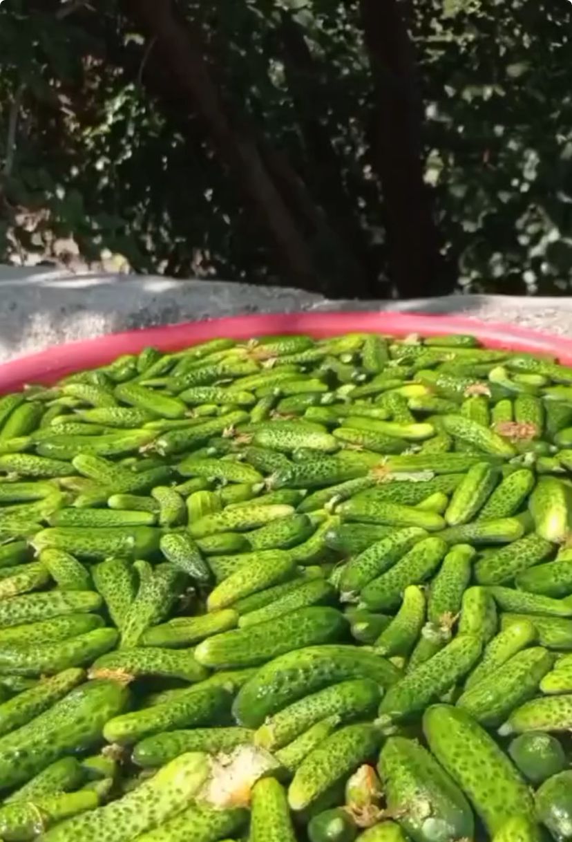 Salatalık Turşusu